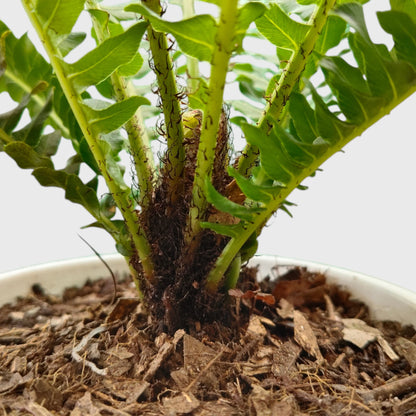 Tree Fern – Tropical Air Purifying Evergreen Foliage Plant for Indoor & Outdoor Spaces