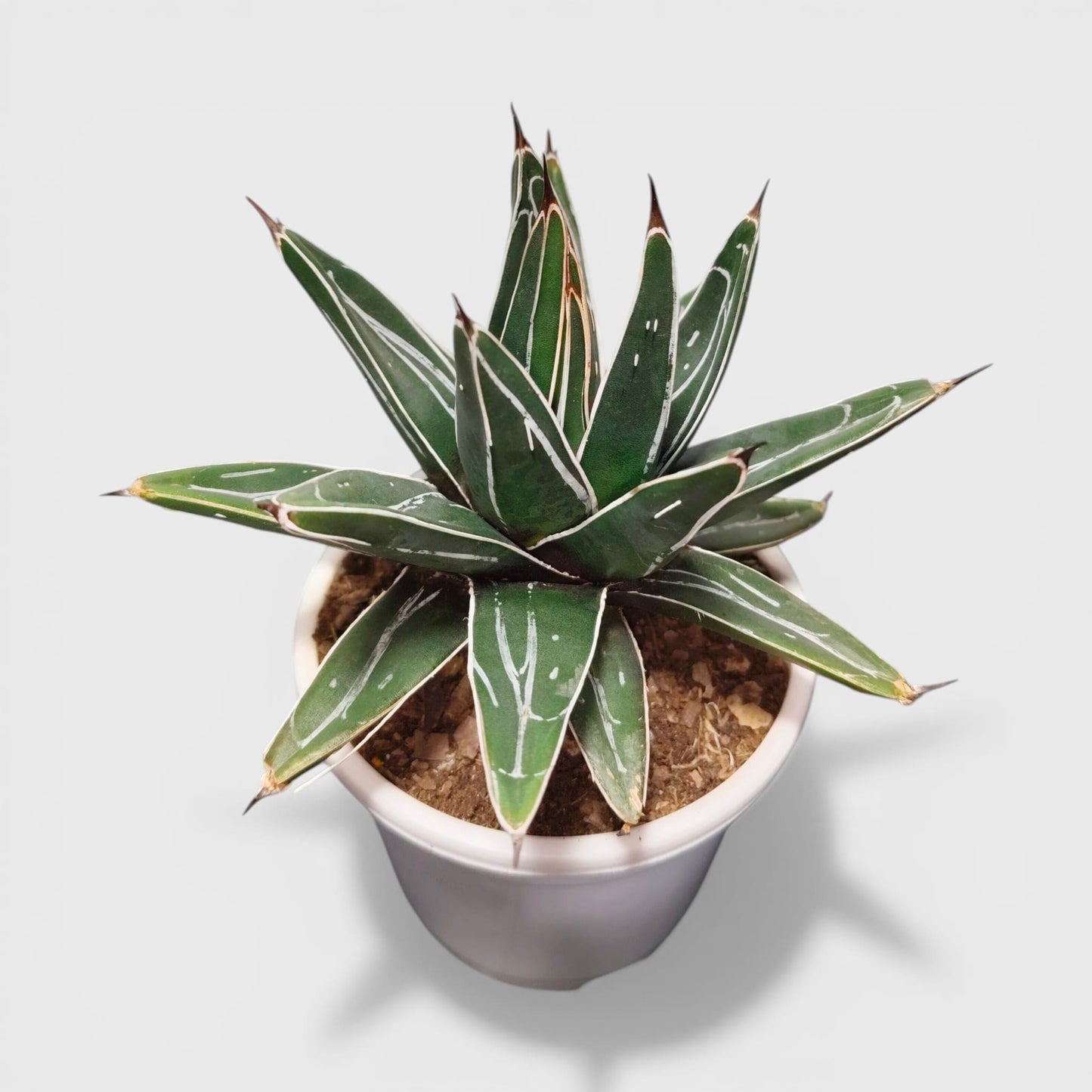 Rare agave plant with yellow edges