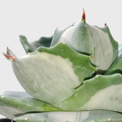Rare Agave Potatorum Albo Variegata | Well Rooted Mature Variegated Succulent