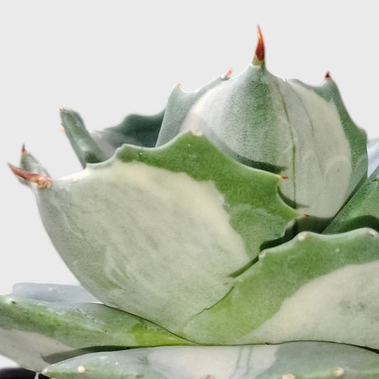 Rare Agave Potatorum Albo Variegata | Well Rooted Mature Variegated Succulent
