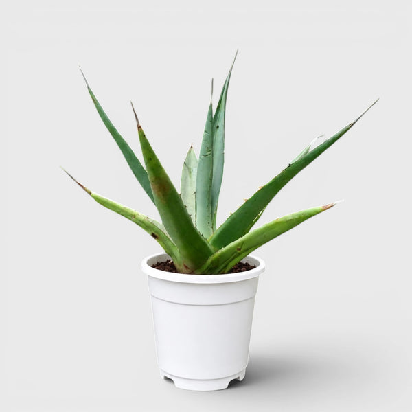 Agave Purpusorum
