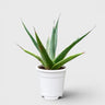 Rare Agave Purpusorum | Large Well Rooted Mature Succulent Plant