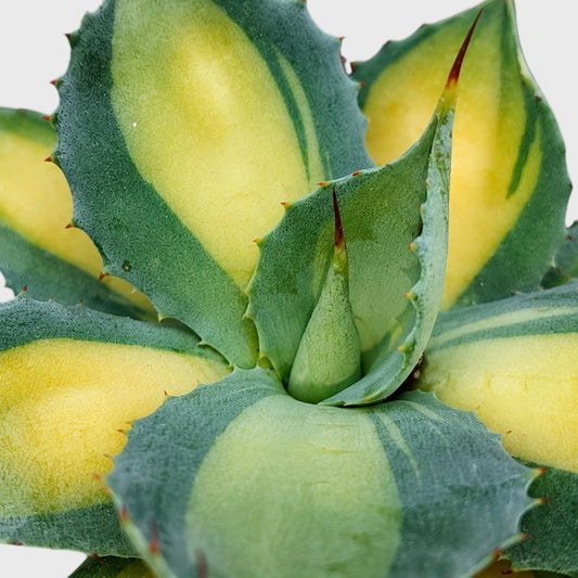 Rare Agave Rum Runner Isthmensis Variegated | Collector Succulent Plant