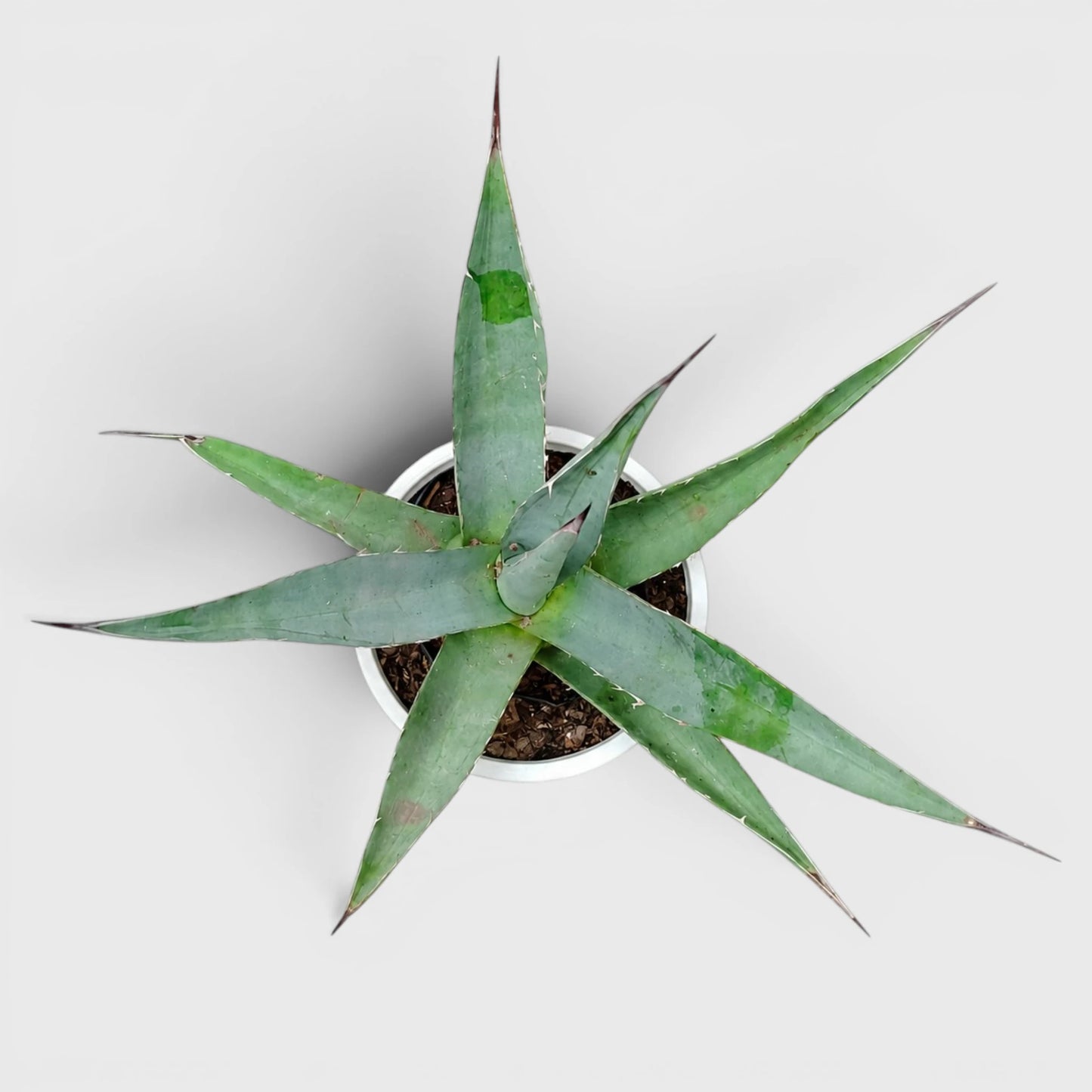 Rare Agave Purpusorum | Large Well Rooted Mature Succulent Plant