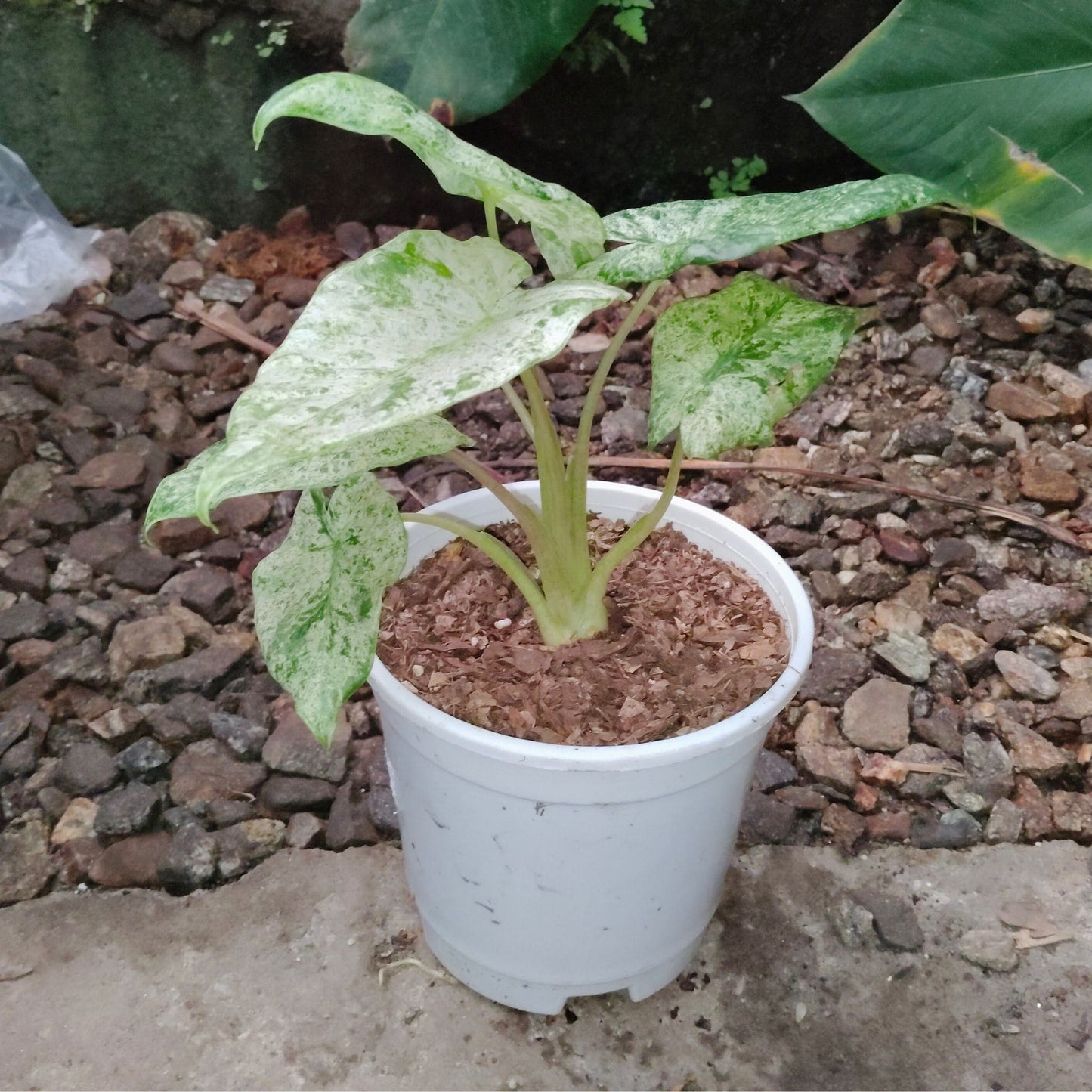 Alocasia Buddha’s Hand Mint Variegated – Rare Variegated Aroid