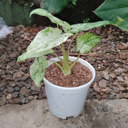 Alocasia Buddha’s Hand Mint Variegated – Rare Variegated Aroid