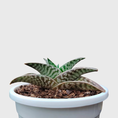 Aloe Tessellata – Geometric Patterned Succulent Indoor Plant