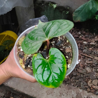 Anthurium Black Velvet × Luxurians – Rare Hybrid Velvet Foliage Plant | Small Size with 2 to 3 Leaves