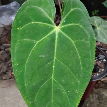 Anthurium Papillilaminum – Rare Velvet Foliage Plant (15–30 cm Height, 3–5 Leaves)