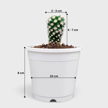 Arizona Snowcap Cactus (Mammillaria vetula ssp. gracilis cv. Arizona Snowcap) | Rare Cluster Cactus