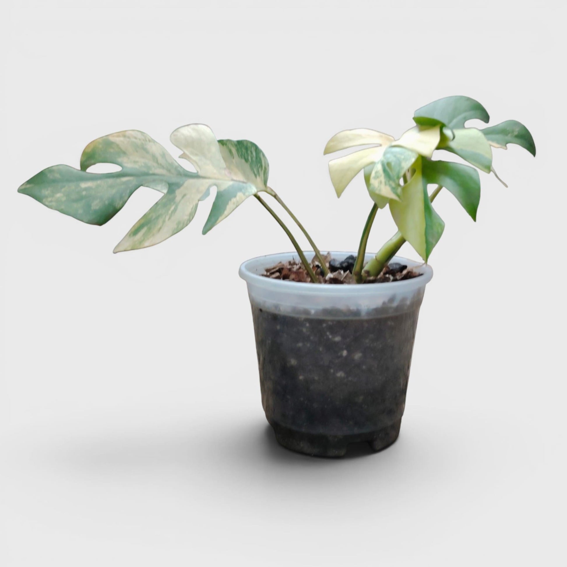 Mini Monstera Rhaphidophora Aurea Variegated (7–12 in) – Rare Collector Plant