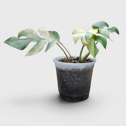 Mini Monstera Rhaphidophora Aurea Variegated (7–12 in) – Rare Collector Plant