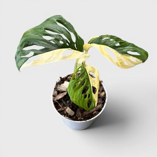 Monstera Adansonii Aurea Half Moon Variegated – Rare Collector Aroid Plant (25–38 CM) | With Pot