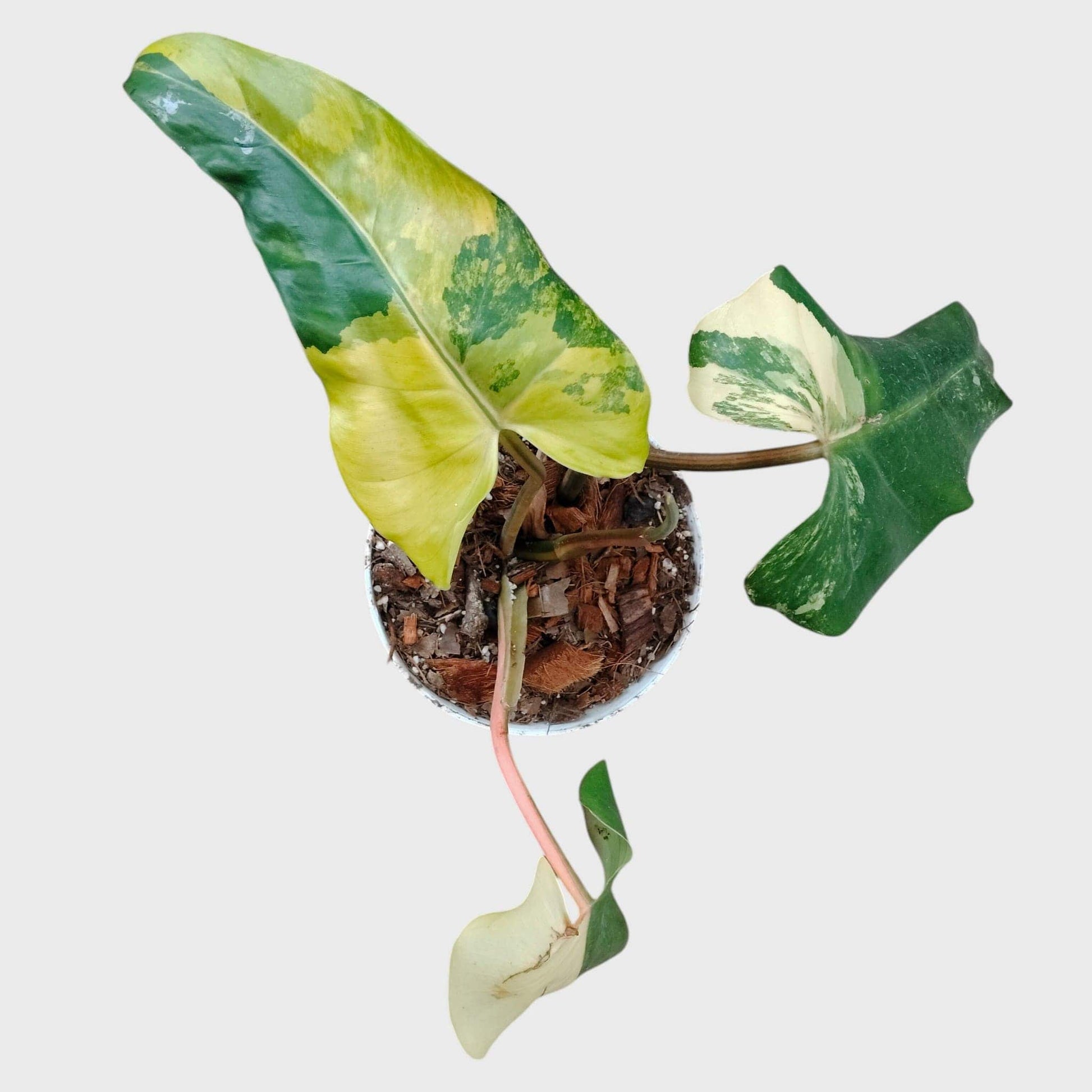 Philodendron Burle Marx Aurea Variegated | Rare Yellow Variegated Philodendron (25–30 CM) | With Pot