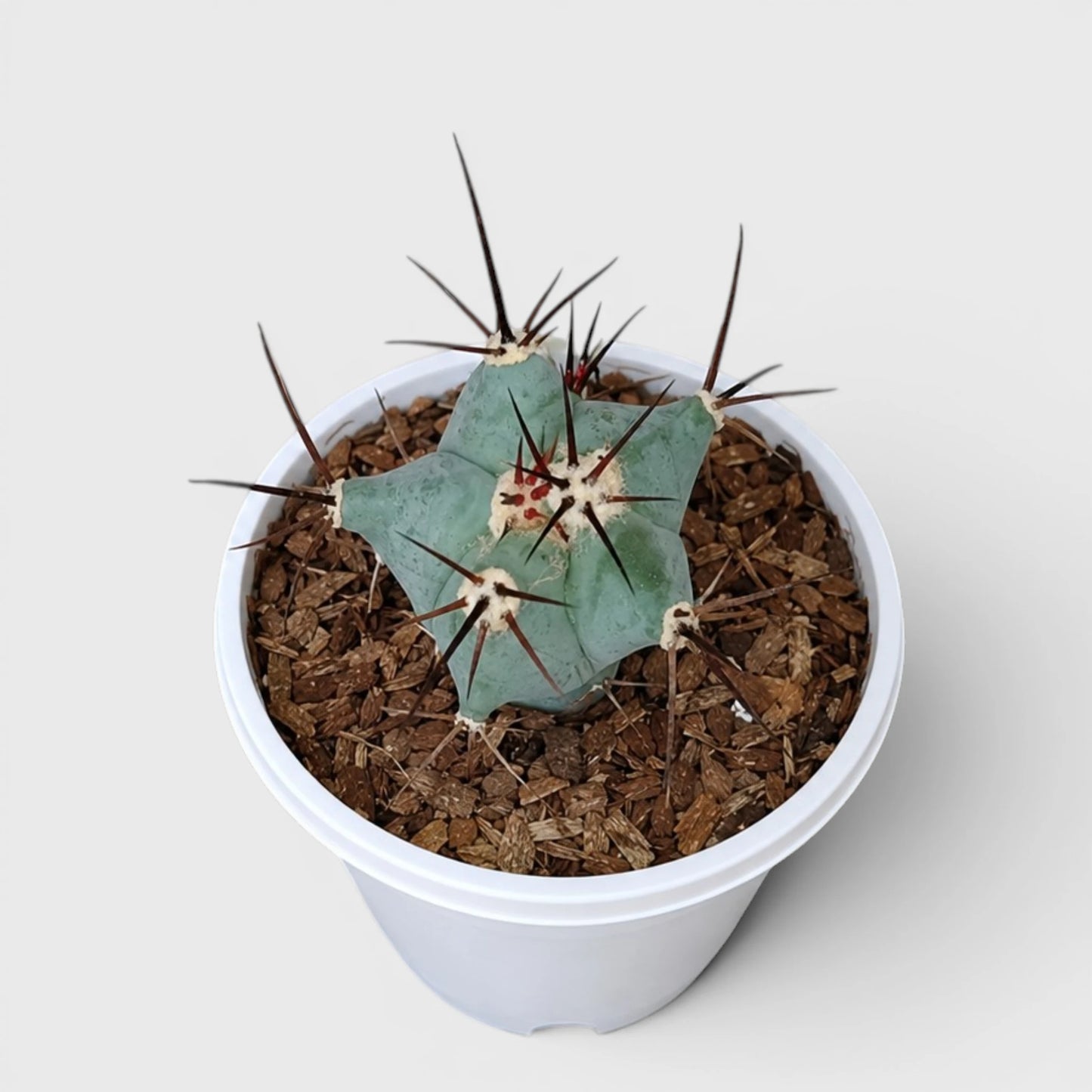 Echinocactus Platyacanthus | Rare Barrel Cactus
