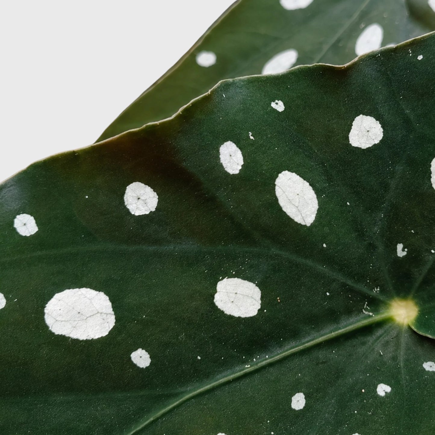 Begonia Maculata (Polka Dot Begonia) | Mature Indoor Plant