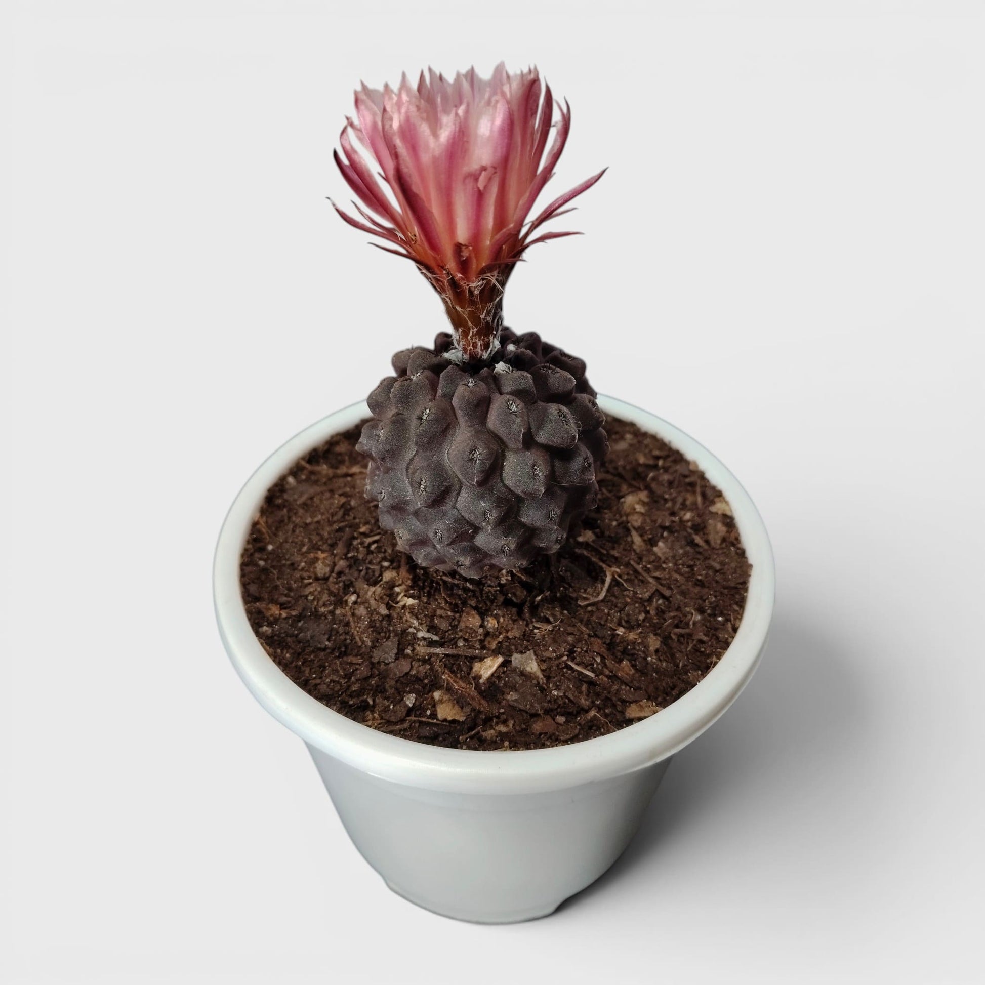 Copiapoa Cactus: Stunning Desert Beauty for Homes, Offices, and Gardens | Rare Cacuts | Bare Rooted