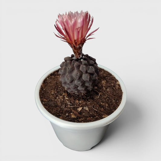 Copiapoa Cactus: Stunning Desert Beauty for Homes, Offices, and Gardens | Rare Cacuts | Bare Rooted