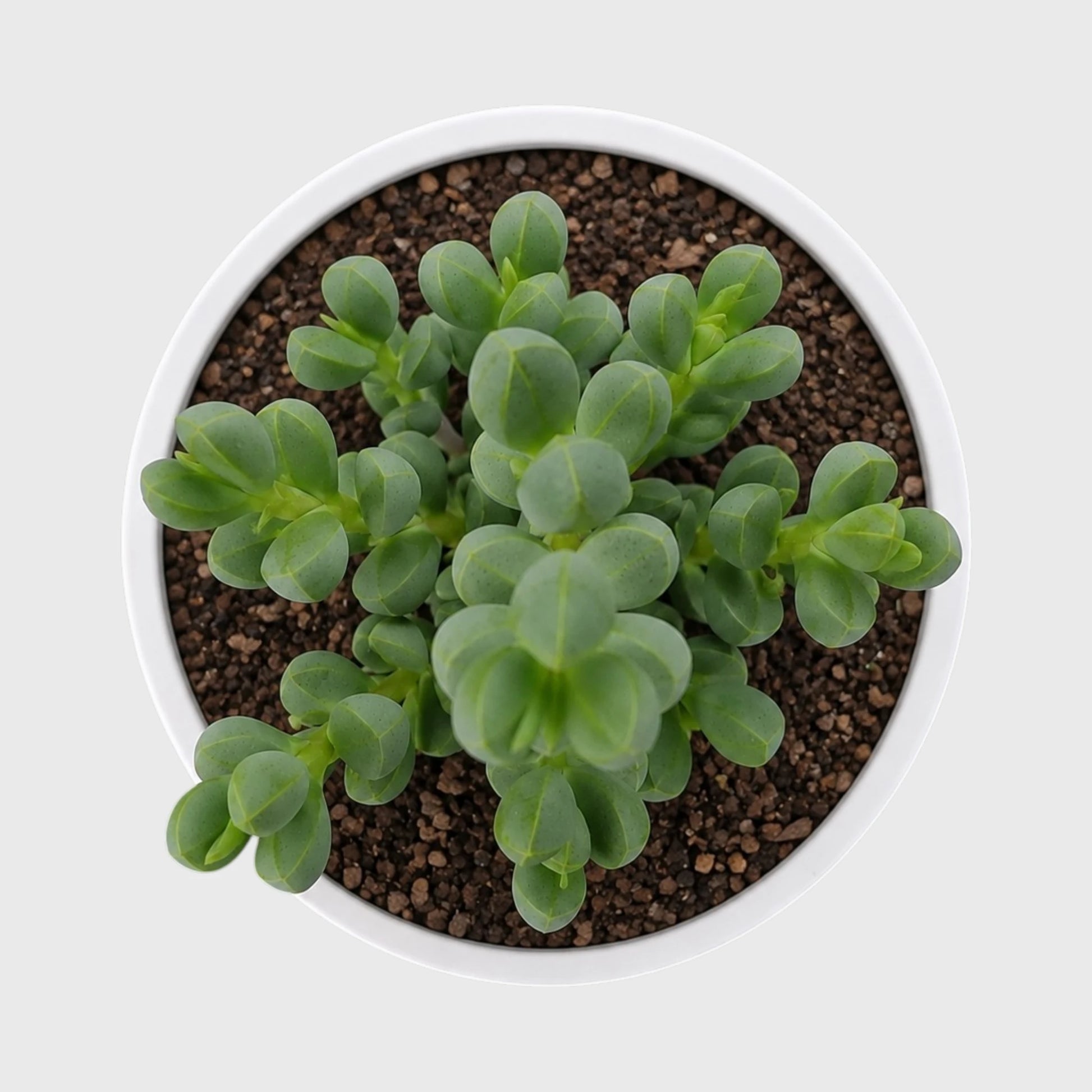 Corpuscularia Lehmannii Ice Plant Bonsai Succulent | Well Rooted Mature Multi-Branch Plant