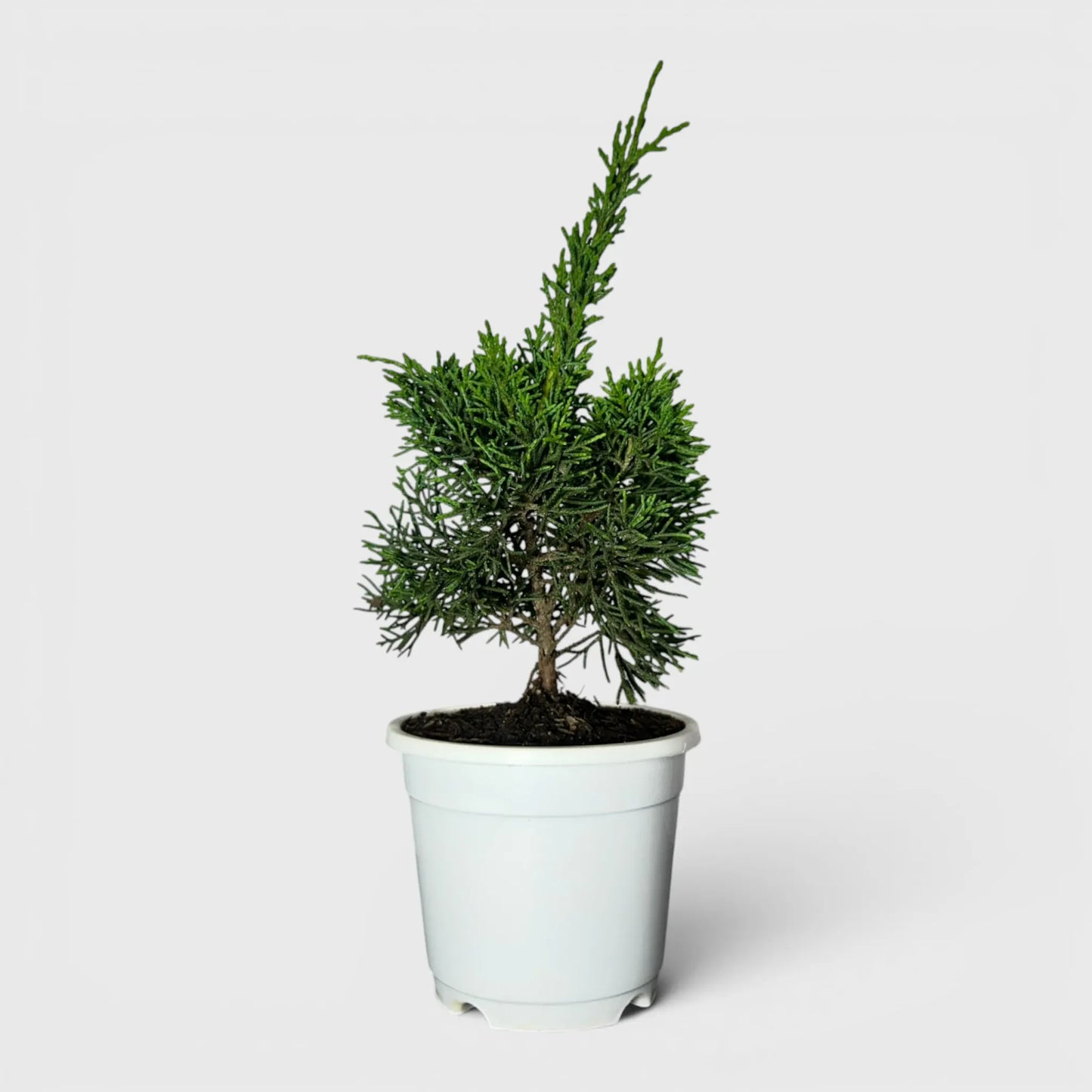 Chinese Pine Dwarf – Mini Bonsai Style Indoor Conifer Plant (13–17 CM)
