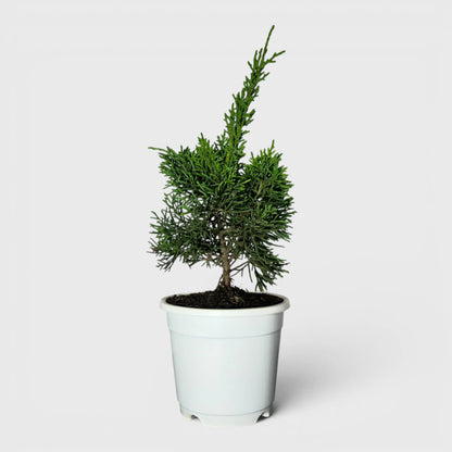 Chinese Pine Dwarf – Mini Bonsai Style Indoor Conifer Plant (13–17 CM)