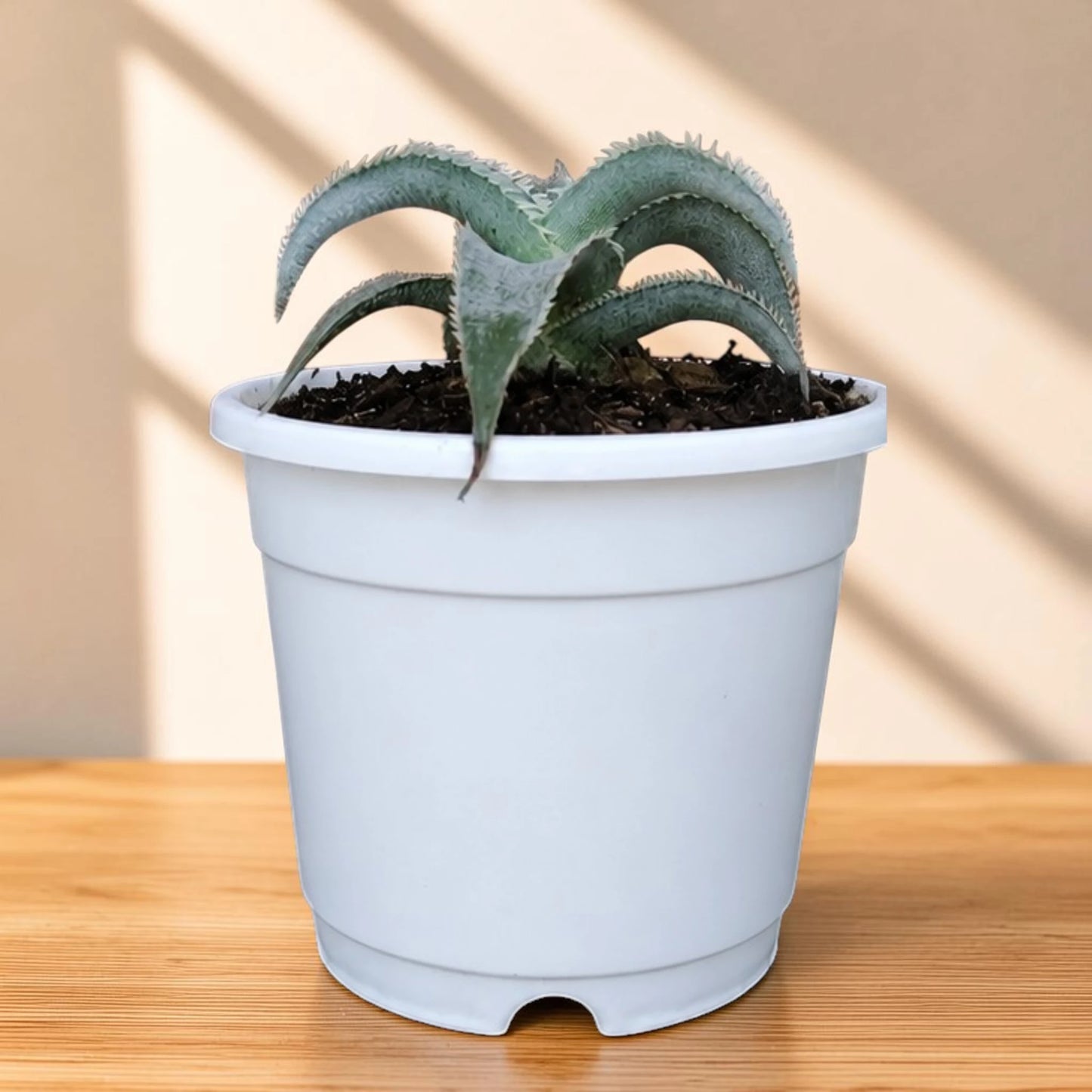 Dyckia marnier-lapostollei | Rare Silver Dyckia Bromeliad