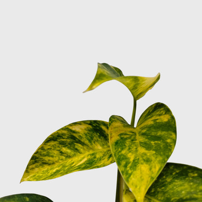 Rare Epipremnum Pinnatum Golden Flame (Cintho Goldfinger) | Medium Size Well Rooted Mature Indoor Plant