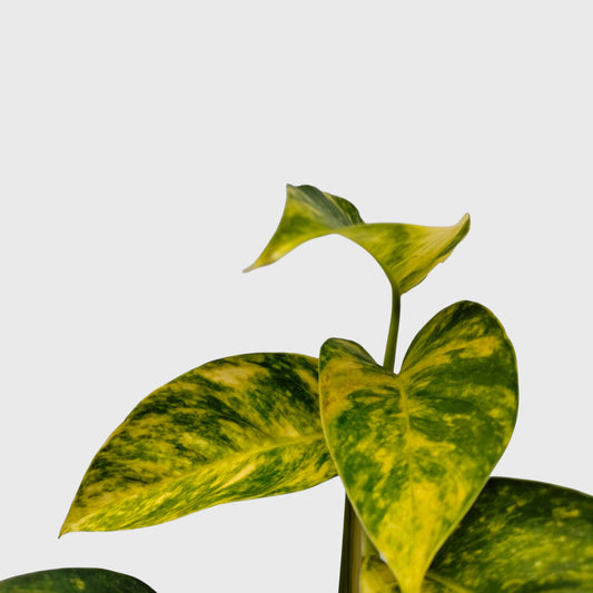 Rare Epipremnum Pinnatum Golden Flame (Cintho Goldfinger) | Medium Size Well Rooted Mature Indoor Plant