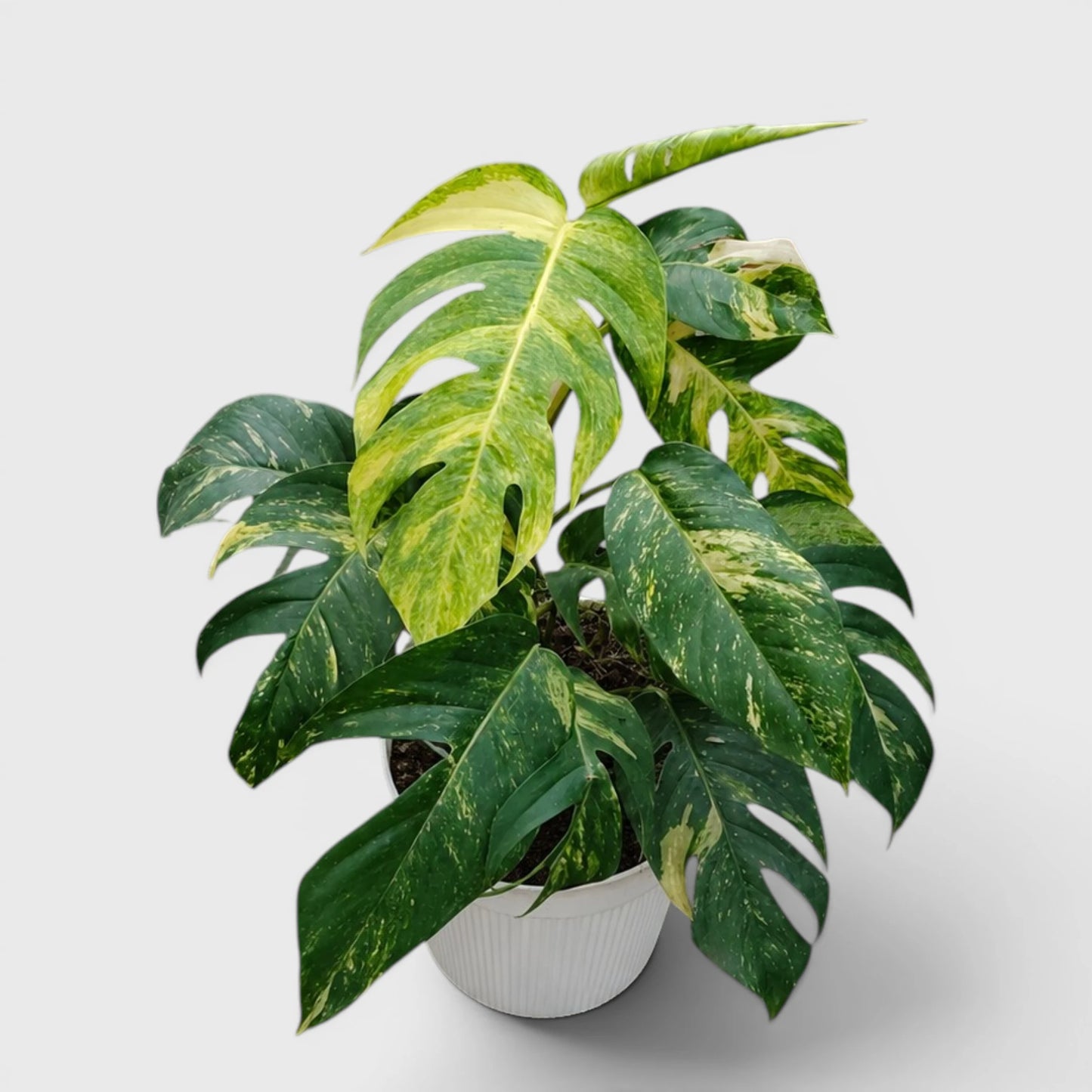 Rare Epipremnum Pinnatum Golden Flame (Cintho Goldfinger) | Big Size Well Rooted Mature Plant