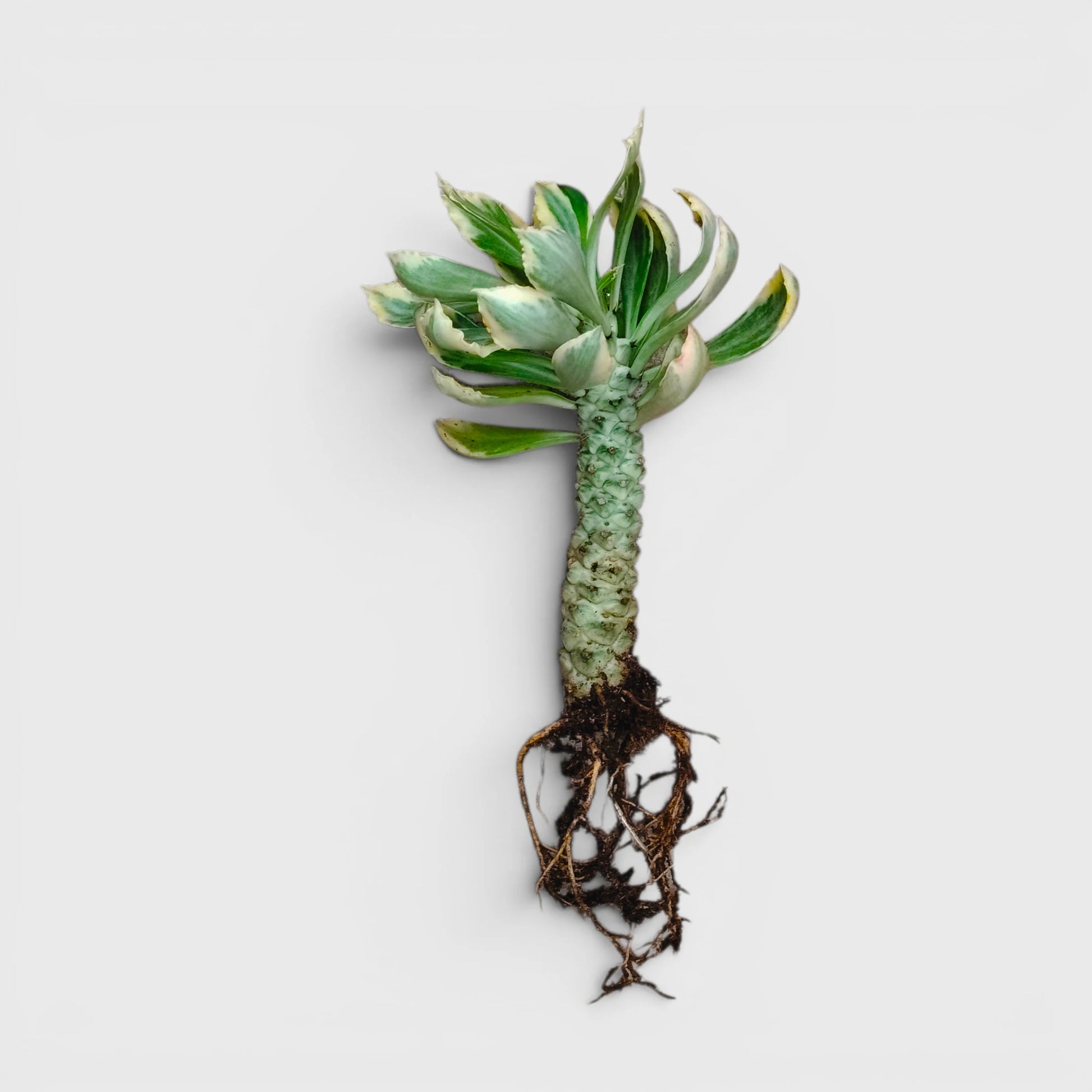 Rare Euphorbia Monadenium Stapelioides Variegata | Well Rooted Mature Variegated Succulent