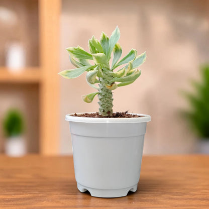 Rare Euphorbia Monadenium Stapelioides Variegata | Well Rooted Mature Variegated Succulent