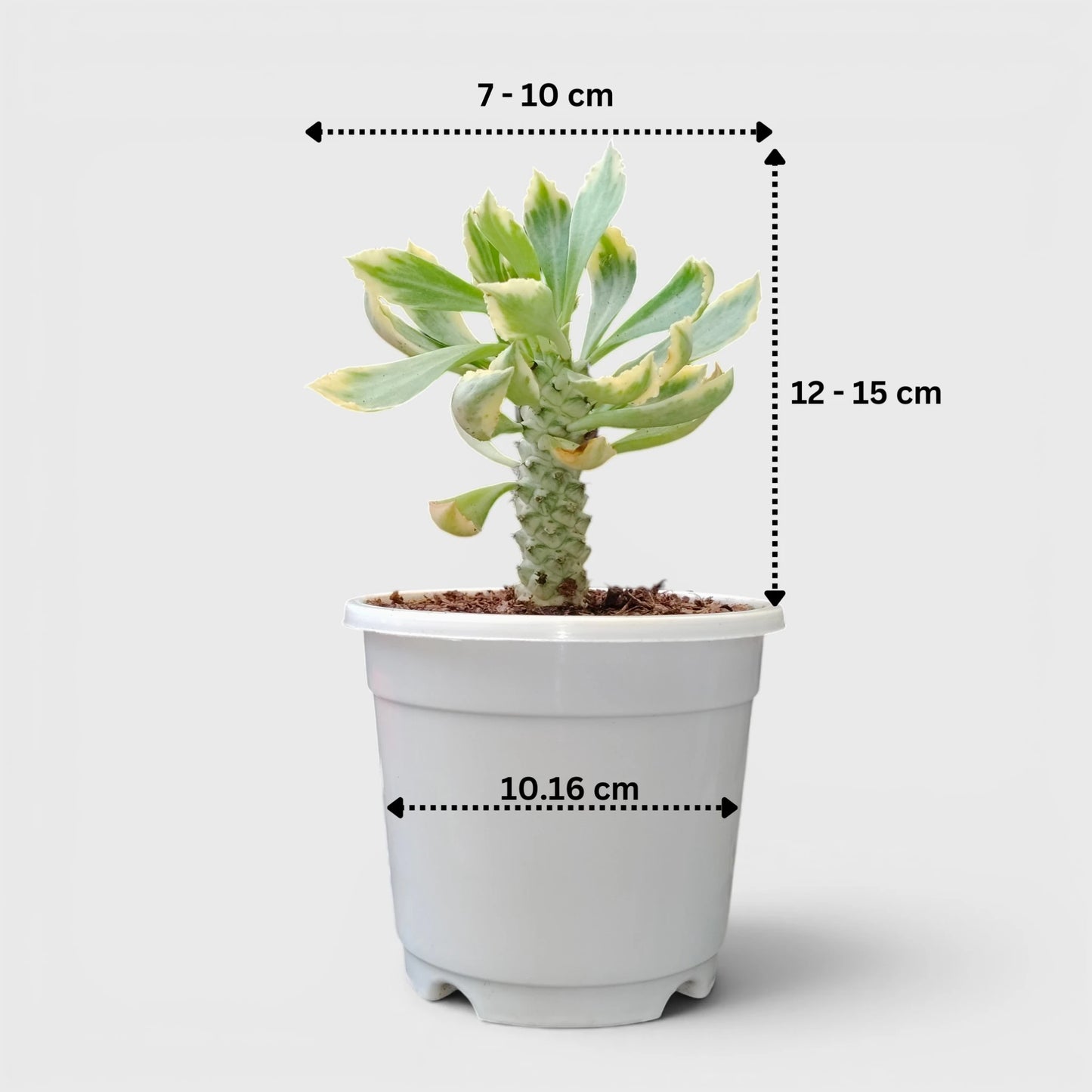 Rare Euphorbia Monadenium Stapelioides Variegata | Well Rooted Mature Variegated Succulent