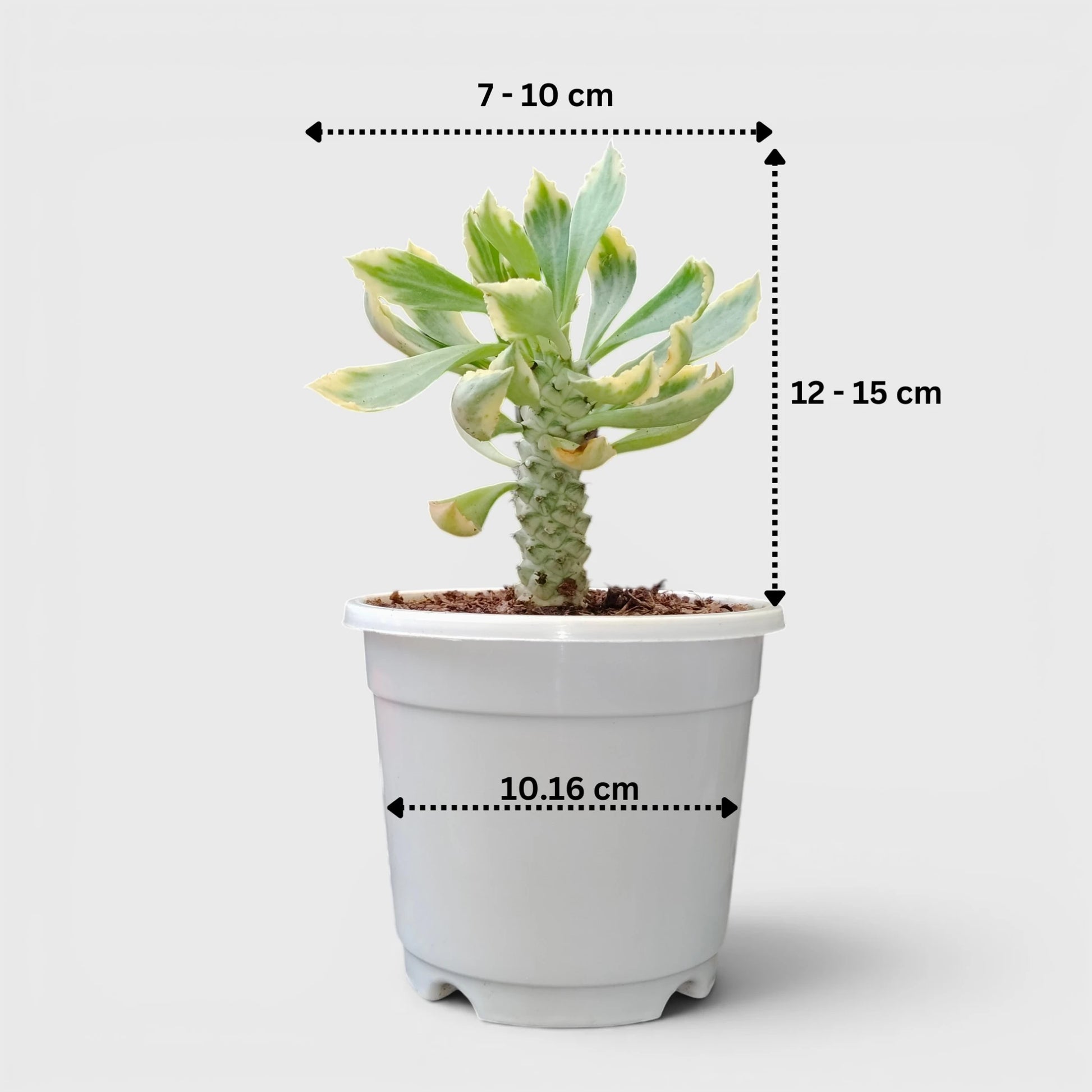 Rare Euphorbia Monadenium Stapelioides Variegata | Well Rooted Mature Variegated Succulent