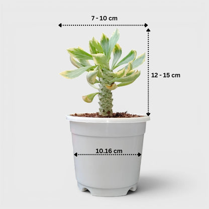 Rare Euphorbia Monadenium Stapelioides Variegata | Well Rooted Mature Variegated Succulent