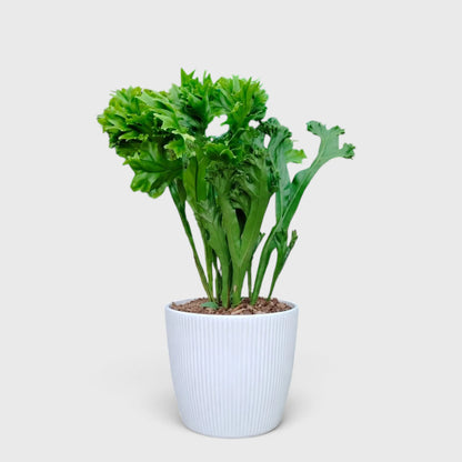 Green Flame Fern (Microsorum punctatum) – Lush Tropical Indoor Fern