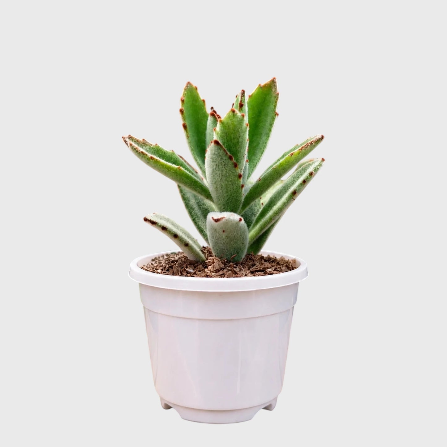 Chocolate Soldier succulent with brown leaf edges