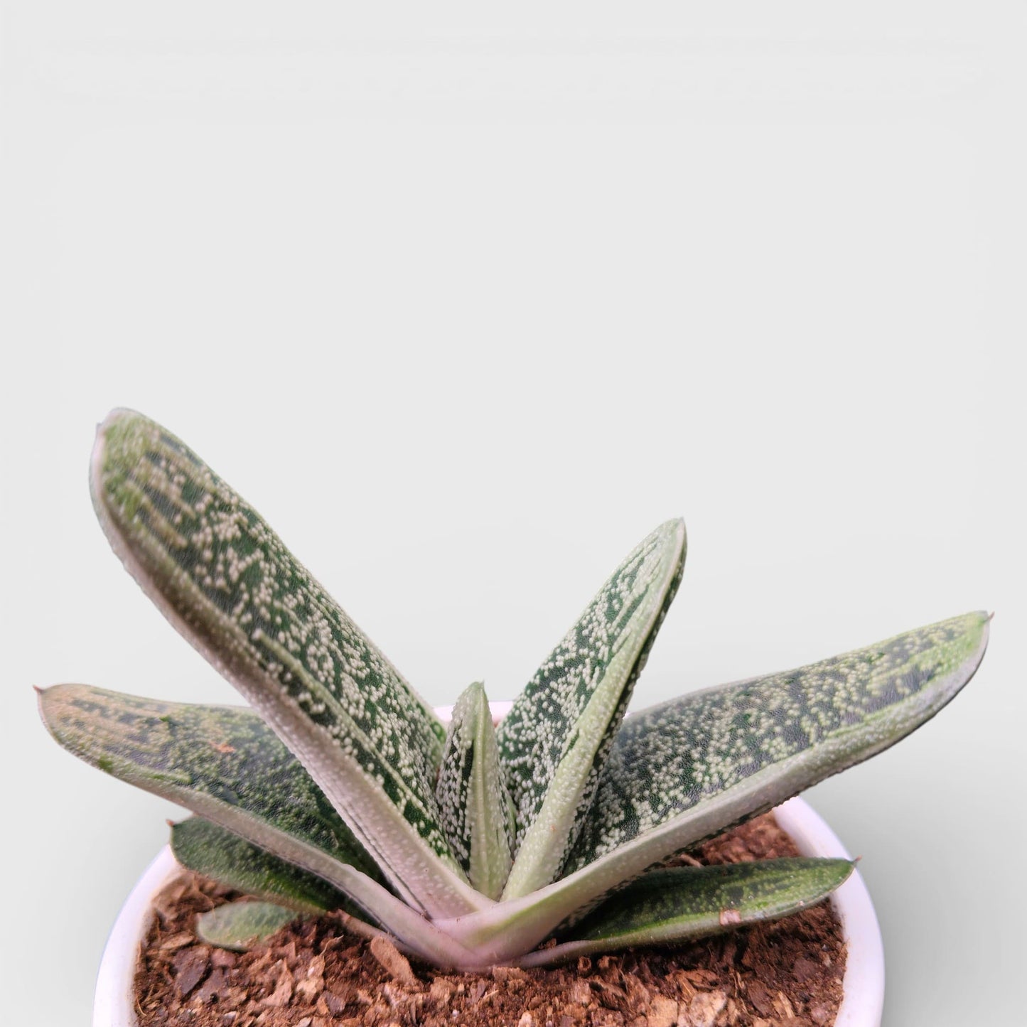 Gasteria Little Warty Hybrid – Rare Succulent | Bare Rooted