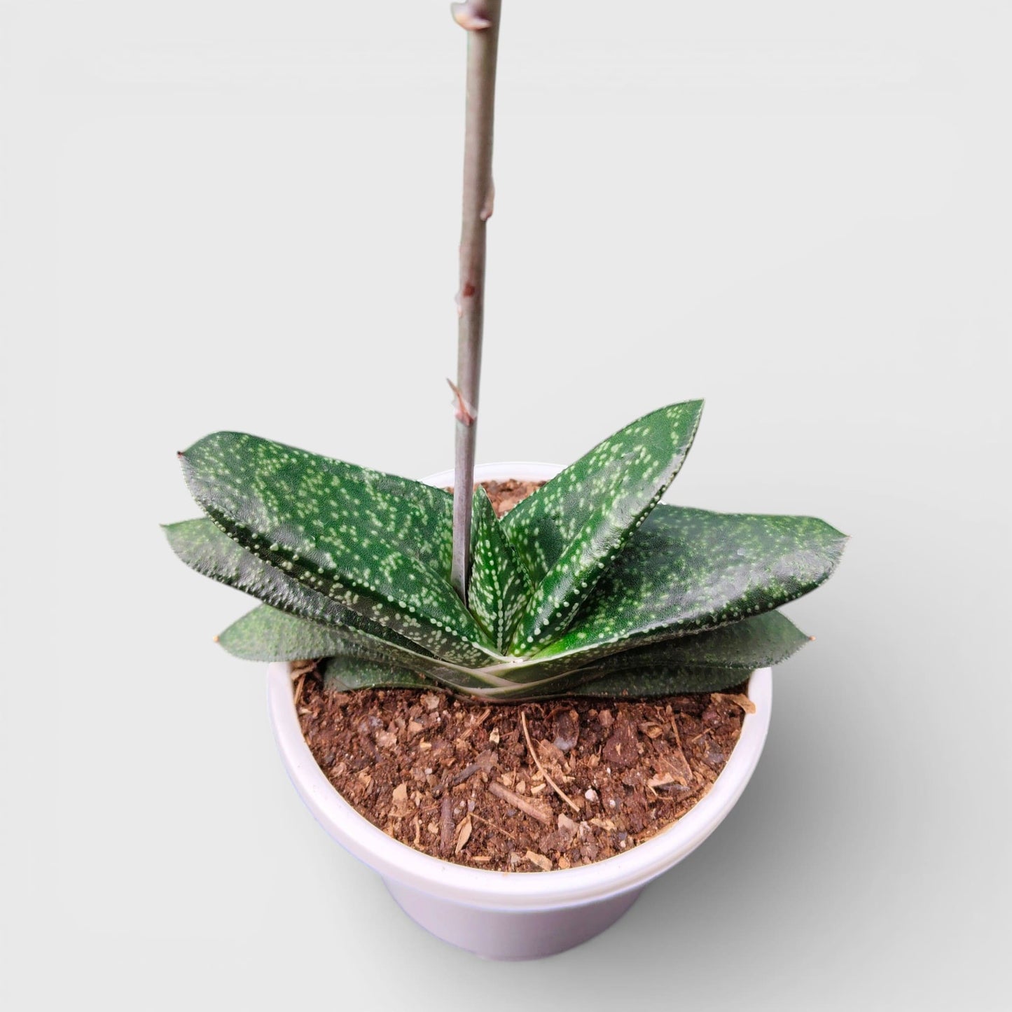 Gasteria Pillansii Hybrid – Rare Indoor Succulent