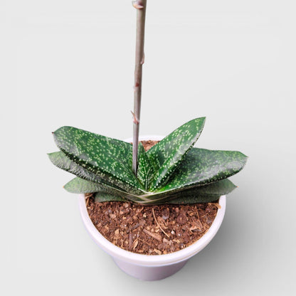 Gasteria Pillansii Hybrid – Rare Indoor Succulent