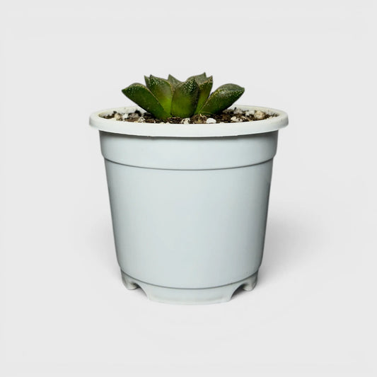 Rare Haworthia Splendens Hybrid SR001 | Seed Grown Collector Succulent | Bare Rooted