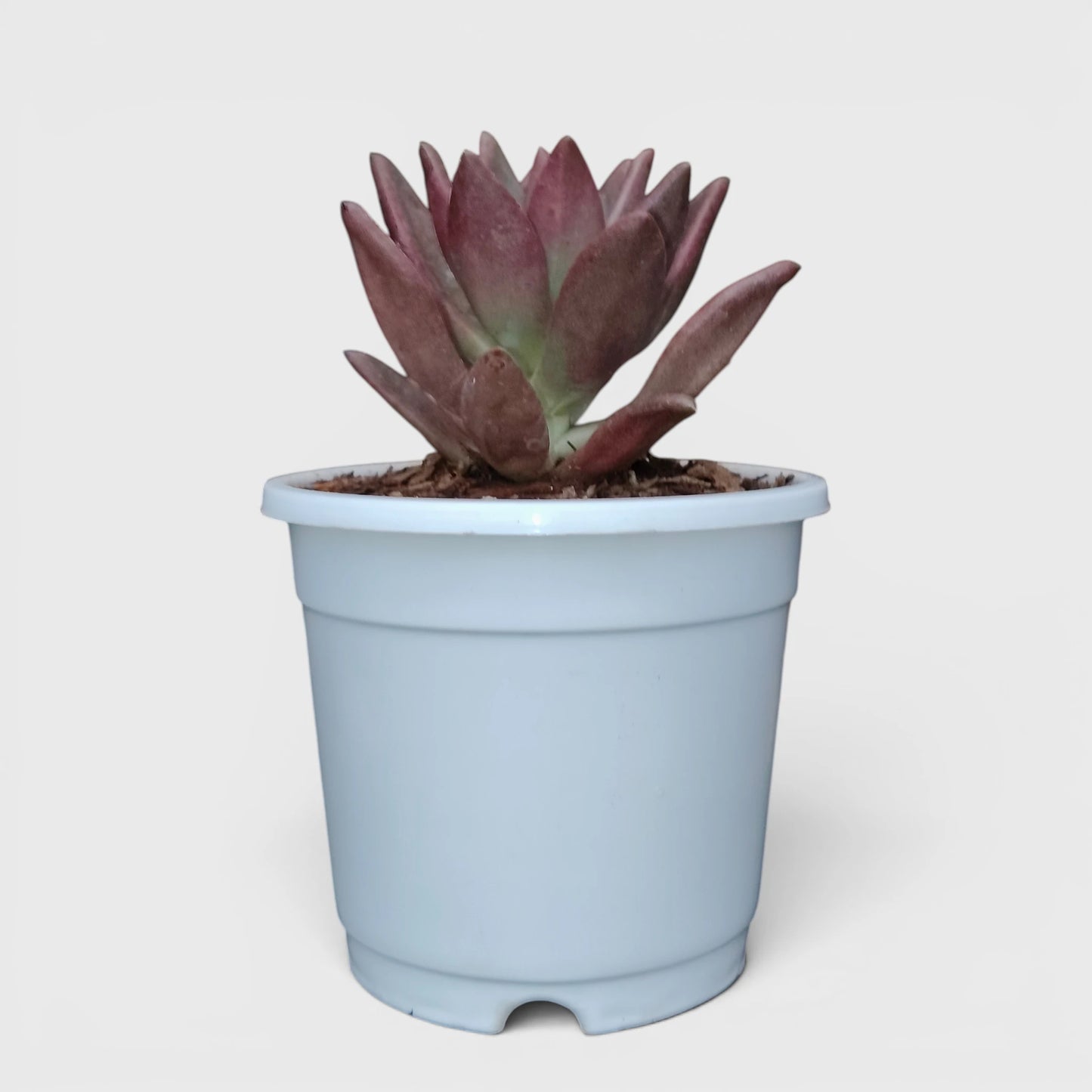 Graptoveria Ruby Donna | Rare Ruby Red Succulent Live Plant