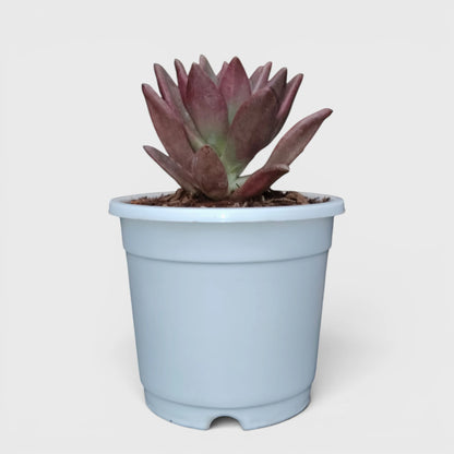 Graptoveria Ruby Donna | Rare Ruby Red Succulent Live Plant