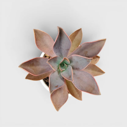 Graptoveria 'Fred Ives' – Color-Changing Rosette Succulent Indoor Plant