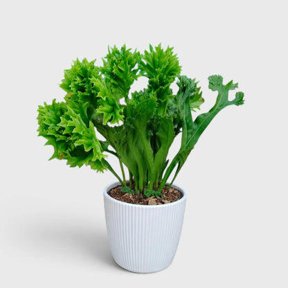 Green Flame Fern (Microsorum punctatum) – Lush Tropical Indoor Fern
