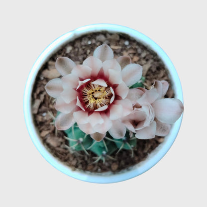 Rare Gymnocalycium Quehlianum Hybrid | Well Rooted Mature Flowering Cactus