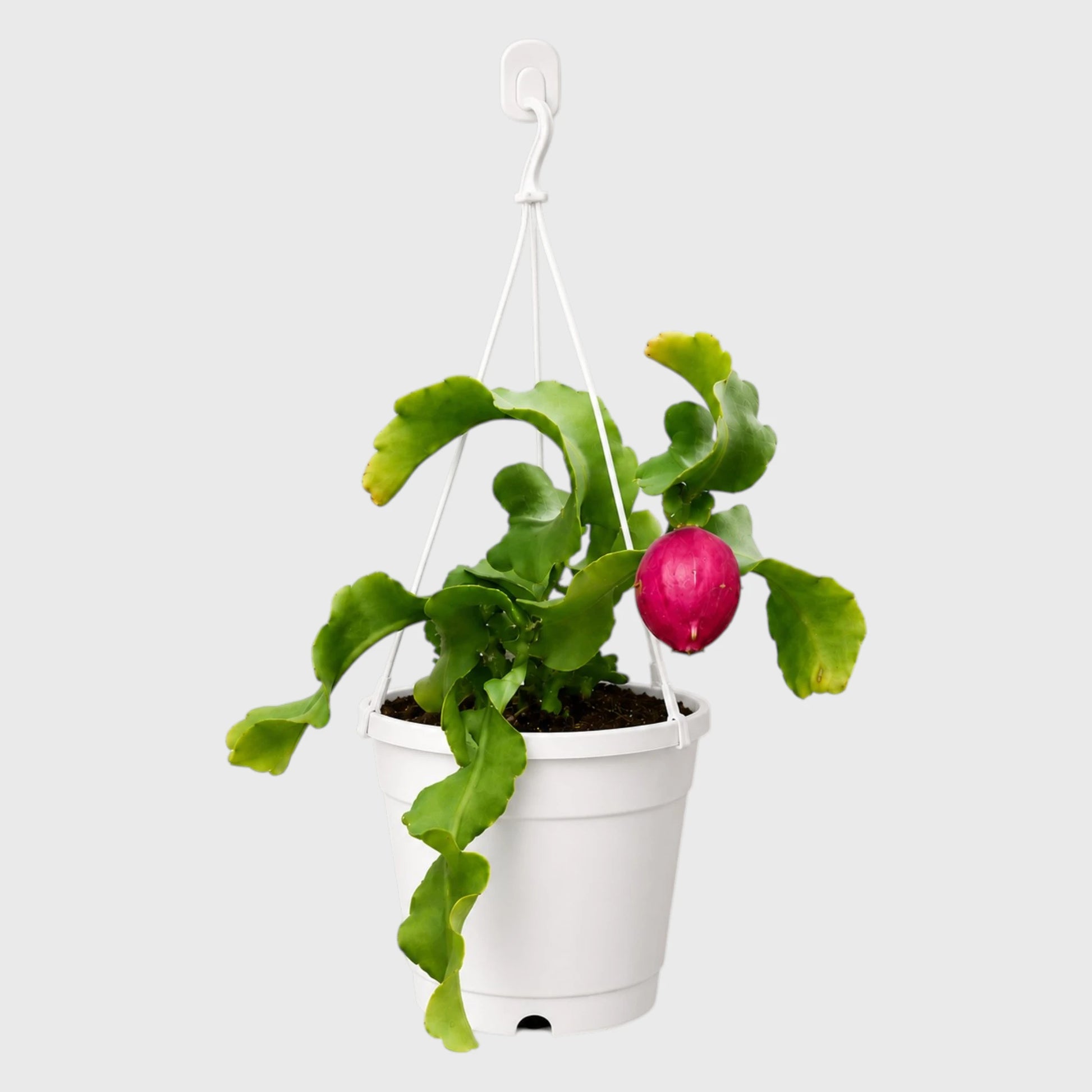 Rare Ornamental Hybrid Dragon Fruit Cactus (Non-Edible) | Well Rooted Mature Hanging Cactus