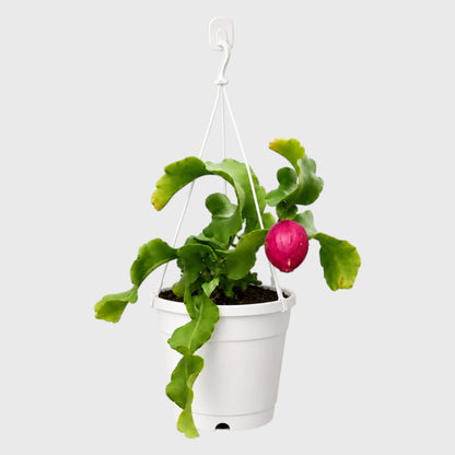 Rare Ornamental Hybrid Dragon Fruit Cactus (Non-Edible) | Well Rooted Mature Hanging Cactus