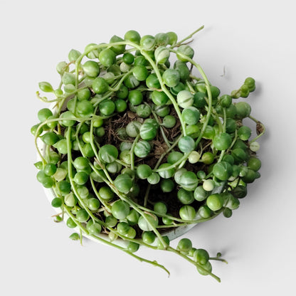String of Pearls Variegated – Bushy Well Rooted Trailing Hanging Succulent Plant | Low Maintenance Home Decor Plant | Bare Rooted