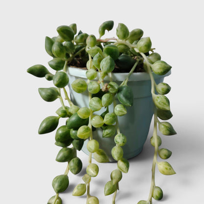 String of Tears Variegated – Bushy Well Rooted Trailing Hanging Succulent Plant | Low Maintenance Indoor Plant | Bare Rooted
