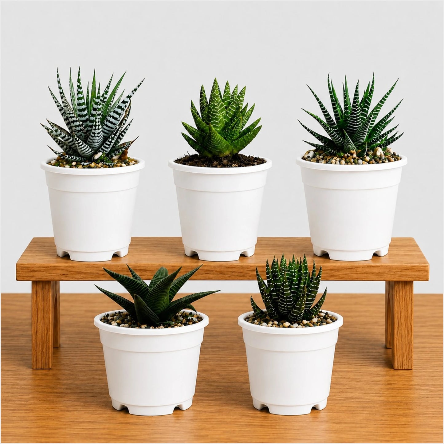 5 Different Haworthia Succulents Combo | Rare Collector Collection of 5
